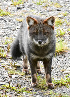 adult black_nose color darwin's_fox day eyes_open facing_towards full_body gray_fur image lycalopex mouth_closed orange_eyes outdoors photo single standing sunny wild // 1080x1487 // 396KB