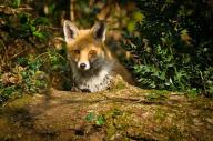 adult black_nose color day eyes_open facing_towards forest image muzzle_mark orange_eyes partial_body photo red_fox red_fur single still sunny vulpes walking white_fur wild winter_coat // 1000x662 // 211KB