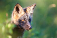 adult black_fur black_nose color day eyes_open facing_side grass image mouth_closed orange_eyes partial_body photo portrait red_fox red_fur shedding single sitting staring sunny vulpes wild // 2600x1733 // 311KB