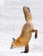 adult black_nose cloudy color day eyes_closed facing_side full_body image mouth_closed muzzle_mark photo red_fox red_fur single snow standing_biped vulpes wild winter_coat // 843x1090 // 84KB