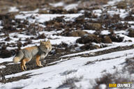 adult black_nose color day eyes_open facing_towards full_body gray_fur image mountains mouth_closed orange_eyes photo single snow standing staring sunny tan_fur tibetan_fox vulpes walking white_tail_tip wild winter_coat // 3960x2636 // 6.7MB