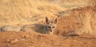 adult bengal_fox black_nose color day desert eyes_open facing_towards image mouth_closed outdoors photo single standing summer_coat tan_fur vulpes wild // 4036x1986 // 2.8MB