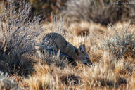 adult black_nose black_tail_tip color day eyes_open facing_side full_body grass gray_fur image lycalopex mouth_open orange_eyes pampas_fox photo red_fur single standing summer_coat sunny wild // 3072x2048 // 2.9MB