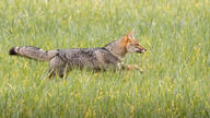 adult black_nose black_tail_tip color day eyes_open facing_side full_body grass gray_fur image lycalopex mouth_closed orange_eyes pampas_fox photo red_fur running single standing summer_coat sunny wild // 950x534 // 247KB