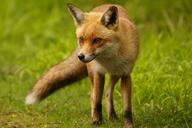 adult black_nose cloudy color day eyes_open facing_side full_body grass image mouth_closed muzzle_mark orange_eyes photo red_fox red_fur single standing staring summer_coat vulpes walking white_fur white_tail_tip wild // 2048x1363 // 557KB