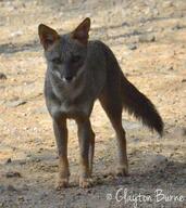 adult black_nose black_tail_tip color day desert eyes_open facing_towards full_body gray_fur image lycalopex mouth_closed orange_eyes outdoors photo sechuran_fox single standing white_fur wild // 1488x1669 // 1.6MB