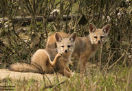 bengal_fox black_nose color day eyes_open facing_towards grass image mouth_closed multiple outdoors photo sitting summer_coat tan_fur vulpes wild young // 5367x3726 // 5.1MB