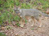 adult black_nose black_tail_tip color day eyes_open facing_towards full_body gray_fur image lycalopex mouth_closed orange_eyes outdoors photo sechuran_fox single standing sunny white_fur wild // 3648x2736 // 4.8MB