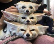 adult day eyes_open fennec_fox image multiple photo tagme tan_fur vulpes // 935x756 // 135KB