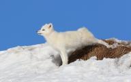 adult arctic_fox day eyes_open image photo single snow stretching vulpes // 4095x2602 // 971KB