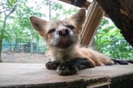 adult black_nose close_up day eyes_open facing_towards full_body image mottled_nose mouth_closed on_stomach orange_eyes pink_nose red_fox red_fur shedding single staring vulpes white_fur wild zoo // 1280x853 // 219KB