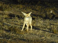 adult black_nose color desert eyes_open facing_side facing_towards full_body grass image mouth_closed orange_eyes photo ruppell's_fox single standing summer_coat sunny tan_fur twilight vulpes walking white_tail_tip wild // 2048x1536 // 1.8MB