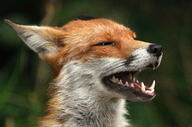 adult black_nose cloudy day ears_back eyes_open facing_side facing_towards grass image mouth_open muzzle_mark orange_eyes partial_body portrait red_fox red_fur single summer_coat teeth tongue vulpes white_fur white_tail_tip wild // 2048x1353 // 844KB