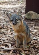 adult black_eyes black_nose cloudy color day eyes_open full_body gray_fox gray_fur image mouth_closed outdoors photo red_fur single still urocyon wild wink // 857x1200 // 210KB