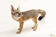 adult black_nose black_tail_tip captivity color eyes_open facing_side full_body image kit_fox mouth_open orange_eyes photo single standing tan_fur teeth vulpes // 5712x3801 // 940KB