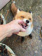 adult black_nose cloudy color day eyes_open image mouth_open no_muzzle_mark orange_eyes outdoors pet photo playing red_fox red_fur single teeth urban vulpes white_fur // 1024x1365 // 2.1MB