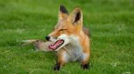 adult black_nose cloudy color day eyes_closed facing_side facing_towards full_body grass image mouth_open muzzle_mark on_stomach photo red_fox red_fur single summer_coat teeth tongue vulpes white_fur wild yawning // 2048x1128 // 491KB