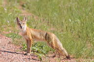 adult black_nose black_tail_tip color day eyes_open facing_towards full_body grass image mouth_open orange_eyes photo single standing staring summer_coat sunny swift_fox tan_fur vulpes white_fur wild // 4288x2848 // 6.1MB