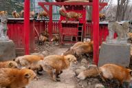 adult black_nose captivity cloudy day facing_side image multiple muzzle_mark no_muzzle_mark photo red_fox red_fur running standing vulpes white_tail_tip winter_coat zoo // 4096x2732 // 1.8MB