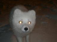 adult arctic_fox black_nose eyes_open facing_towards image night photo single snow still vulpes white_fur wild winter_coat // 1600x1200 // 221KB