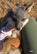 adult black_nose close_up color day eyes_open F257 facing_towards grass gray_fur image island_fox mouth_closed on_back orange_eyes outdoors partial_body photo red_fur single sunny urocyon wild // 618x900 // 90KB