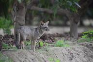 adult black_nose black_tail_tip color day eyes_open facing_side forest full_body gray_fur image lycalopex mouth_closed orange_eyes outdoors photo sechuran_fox single standing white_fur wild // 2048x1367 // 1.5MB