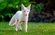 adult albino blue_eyes color day eyes_open facing_towards full_body grass image mouth_closed no_muzzle_mark outdoors photo pink_nose red_fox single vulpes walking white_fur white_tail_tip wild // 1023x662 // 150KB