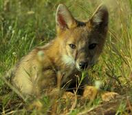 adult black_nose black_tail_tip color day eyes_open facing_towards full_body grass gray_fur image lycalopex mouth_closed on_stomach orange_eyes pampas_fox photo red_fur single staring summer_coat sunny wild // 2948x2563 // 2.8MB