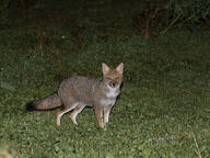 adult black_nose black_tail_tip eyes_open facing_towards full_body grass gray_fur lycalopex mouth_closed night orange_eyes pampas_fox red_fur single standing staring summer_coat wild // 1200x900 // 371KB