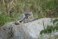 adult black_nose black_tail_tip color curled day eyes_open facing_towards full_body gray_fur image lycalopex mouth_closed on_stomach orange_eyes outdoors photo sechuran_fox single white_fur wild // 5472x3648 // 5.7MB