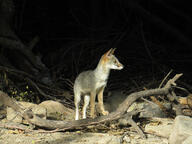 adult black_nose color day eyes_open facing_side forest full_body gray_fur image lycalopex mouth_closed orange_eyes outdoors photo sechuran_fox single standing sunny white_fur wild // 2160x1620 // 666KB