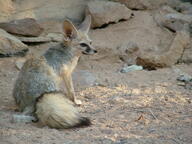 adult black_nose black_tail_tip blanford's_fox color day desert eyes_open facing_side full_body image mouth_closed orange_eyes outdoors photo shedding single sitting sunny tan_fur vulpes wild // 2048x1536 // 697KB