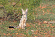 adult bengal_fox black_nose black_tail_tip color day eyes_open facing_towards grass image mouth_closed outdoors photo single sitting summer_coat tan_fur vulpes wild // 1600x1066 // 371KB