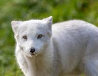 adult arctic_fox captivity day eyes_open facing_towards full_body grass image licking mottled_nose mouth_open orange_eyes outdoors single standing sunny tongue vulpes white_fur white_tail_tip zoo // 5959x4640 // 7.9MB