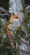 adult black_nose color day eyes_open facing_side facing_towards forest full_body mouth_closed no_muzzle_mark orange_eyes red_fox red_fur single snow standing still video vulpes white_fur white_tail_tip wild winter_coat // unknown size // 20MB