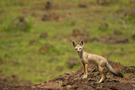 adult bengal_fox black_nose black_tail_tip color day desert eyes_open facing_towards image mouth_closed outdoors photo single standing summer_coat tan_fur vulpes wild // 9000x6000 // 14MB