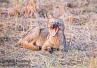 adult black_nose cerdocyon color crab-eating_fox day eyes_closed facing_towards full_body grass gray_fur image mouth_open on_stomach outdoors photo single sunny tan_fur wild yawning // 1700x1203 // 2.3MB