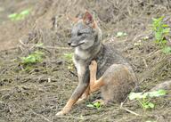 adult black_nose black_tail_tip color day eyes_open facing_side full_body gray_fur image lycalopex mouth_closed orange_eyes outdoors photo sechuran_fox single sitting white_fur wild // 3072x2195 // 1.2MB