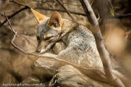 adult black_nose color day eyes_open facing_side gray_fur image lycalopex mouth_closed orange_eyes outdoors partial_body photo sechuran_fox single sitting sunny white_fur wild // 2048x1366 // 575KB