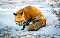 adult black_nose color day eyes_open facing_towards full_body image mouth_closed orange_eyes outdoors photo red_fox red_fur single sitting snow vulpes white_fur white_tail_tip wild winter_coat // 3600x2322 // 5.6MB