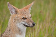 adult black_nose black_tail_tip day eyes_open facing_side grass gray_fur lycalopex mouth_closed orange_eyes pampas_fox partial_body portrait red_fur single staring summer_coat sunny wild // 3775x2517 // 2.5MB