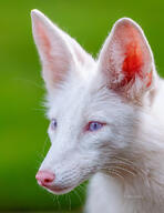 adult albino blue_eyes close_up color day eyes_open facing_side grass image mouth_closed no_muzzle_mark outdoors partial_body photo pink_nose portrait red_fox single sitting vulpes white_fur // 791x1024 // 196KB