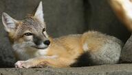 adult black_nose black_tail_tip captivity close_up color curled day eyes_open facing_side full_body gray_fur image mouth_closed orange_eyes pawpads photo single staring summer_coat sunny swift_fox tan_fur vulpes white_fur zoo // 2000x1151 // 377KB