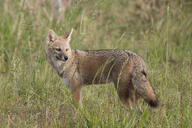 adult black_nose black_tail_tip color day eyes_open facing_side facing_towards full_body grass gray_fur image lycalopex mouth_closed orange_eyes pampas_fox photo red_fur single standing staring summer_coat sunny wild // 6707x4471 // 10MB