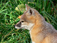 adult black_nose captivity color day eyes_open facing_side grass gray_fur image mouth_closed orange_eyes partial_body photo portrait single sitting staring swift_fox tan_fur vulpes white_fur winter_coat zoo // 3264x2448 // 3.3MB