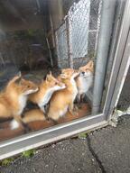 adult black_nose captivity cloudy color day eyes_closed eyes_open facing_side facing_towards full_body grooming image mouth_closed multiple no_muzzle_mark orange_eyes photo red_fox red_fur sitting standing staring summer_coat vulpes white_fur white_tail_tip zoo // 1536x2048 // 646KB