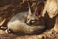 adult black_nose blanford's_fox color curled day desert eyes_open facing_side full_body image mouth_closed orange_eyes outdoors photo single sunny tan_fur vulpes wild // 1000x666 // 555KB