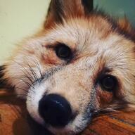 adult black_nose close_up color eyes_open facing_towards image indoors mouth_closed muzzle_mark on_side orange_eyes partial_body pet photo portrait red_fox red_fur single staring vulpes white_fur white_tail_tip winter_coat // 1080x1080 // 141KB