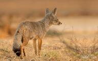 adult bengal_fox black_nose black_tail_tip color day desert eyes_open facing_side image mouth_closed outdoors photo single standing summer_coat tan_fur vulpes wild // 1920x1200 // 3.2MB