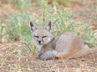 adult bengal_fox black_nose color day eyes_open facing_towards grass image mouth_closed on_stomach outdoors photo single summer_coat tan_fur vulpes wild // 2858x2144 // 4.4MB